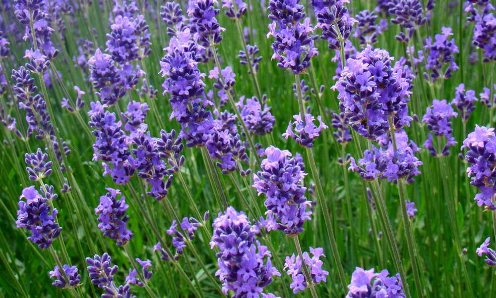 The Lavender: A Symphony of History, Health, and Horticulture